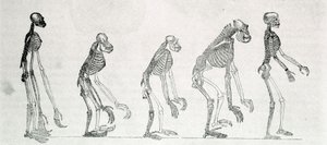 En jämförelsestudie av människans och apors skelett: gibbon, orangoutan (orangutang, orangoutang, orangutang), schimpans och gorilla. av Unknown artist