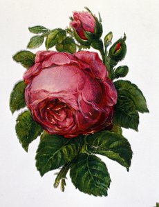 En ros av Unknown artist