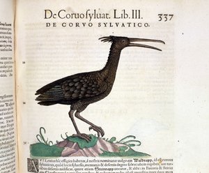 En vild korp från Historia Animalium av Conrad Gesner, Tiguri 1560. Biblioteca Nazionale Braidense. Milano av Unknown artist