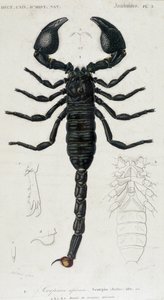 African Scorpion - Natural History Board av Unknown artist