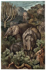 Afrikansk elefant (Loxodonta) - Afrikansk elefant (Loxodonta) - gravyr från "" Brehms djurliv"" av Alfred Edmund Brehm (1829-1884) av Unknown artist
