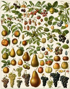Jordbruk: Botanisk tavla som representerar ätbara frukter (körsbär, hallon, jordgubbar, blåbär, persika, aprikos, nötter, vindruvor, päron, hasselnöt, fikon, äpple, plommon...). Färglitografi. av Unknown artist