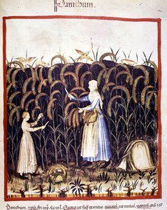 Lantbruk. Recolle panik (flingor). Belysning från mjölkning av medicin och diet "" Tacuinum sanitatis"" av Unknown artist