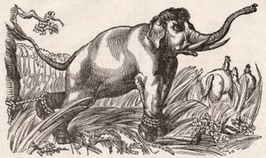 En elefant fångad i Savannan, Afrika av Unknown
