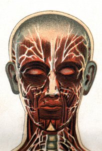 Anatomi: tvärsnitt av den mänskliga skallen, snittet framifrån representerar muskelsystemet. "Den nya naturliga medicinen" av F.E. Bilz.1898. av Unknown artist