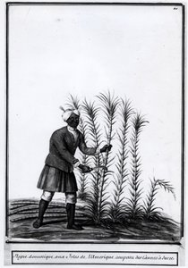 Antiller, inhemsk nigger som skär sockerrör. av Unknown artist
