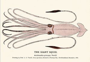 Architeuthis princeps, den jättelika bläckfisken misslyckades på stranden i Fortune Bay (Newfoundland) i december 1874 och beskrevs först av professor A.E. Verrill. Era gravyr. av Unknown artist