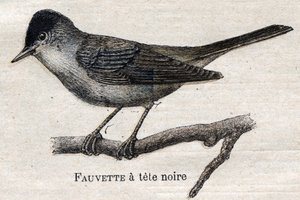 Fåglar användbara för jordbruk: Svartfotad sångare av Unknown artist
