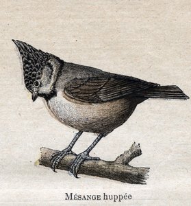 Fåglar användbara för jordbruk: Cupped Chickadee av Unknown artist