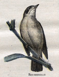 Fåglar användbara för jordbruk: Rousserolle av Unknown artist