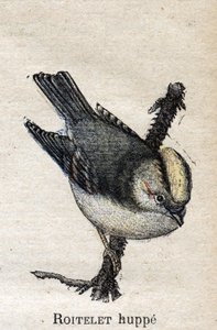 Fåglar användbara för jordbruk: Rupped Roitelet av Unknown artist