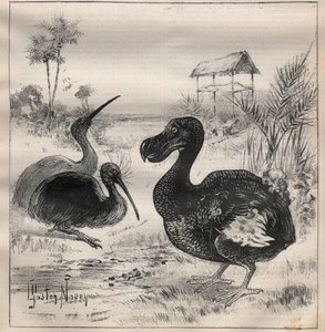 Fåglar som försvinner: dodo (eller dronte) och apteryx (eller kiwi kiwi) - Gravyr i "" La Science francaise"" av Unknown artist