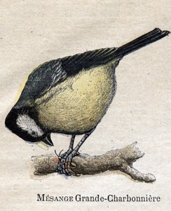 Fåglar användbara för jordbruk: Big Chickadee - Kol av Unknown artist