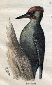 Fåglar användbara för jordbruk: Grön hackspett av Unknown artist