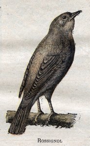 Fåglar användbara för jordbruk: Näktergal av Unknown artist