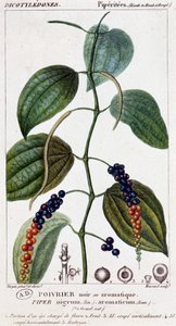 Svart eller aromatisk pepparrätt - botanisk bräda. 1800-talet. av Unknown artist