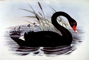 Svart svan (cygnus atratus) - från J. Gould