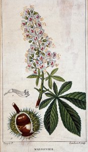 Botanisk tavla - Blommor, löv och frukt av kastanjeträd av Unknown artist