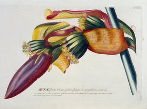 Botanisk tavla: Bananer, gren. n.d. 1800-talet. av Unknown artist