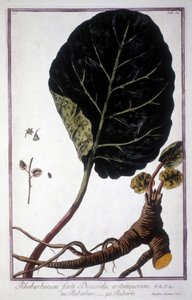 Botanisk tavla: Blad och rötter av rabarber. 1800-tals herbarium. av Unknown artist