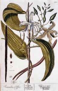Botanisk tavla av vanilj (vaniljoffic) - 1800-talet av Unknown artist