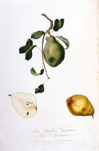 Botanisk tavla som representerar pera spadona. 1820 - 1822. av Unknown artist