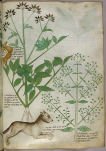 Botanisk illustration av en växt och en varg. av Unknown artist