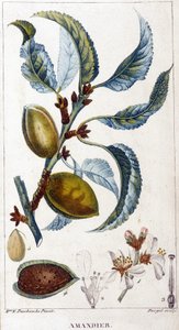 Gren, blomma och frukt av mandelträdet - botanisk tavla av Unknown artist