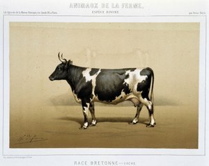 Breton ko av Unknown artist