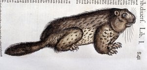 Castor - i "History of Animals" av Conrad Gesner (1516 - 1565), Tiguri av Unknown artist