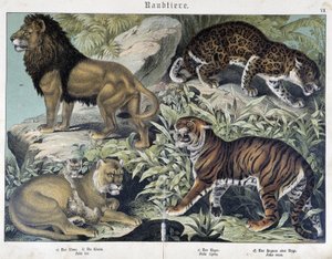Katter: lejon, lejoninna, tiger - i "" Natural history of mammals", red. Schreiber av Unknown artist