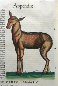 Cervidae (antilop?) i Historia Animalium de Conrad Gesner (1516 - 1565), Tiguri av Unknown artist