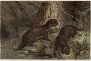 Chilensk utter - Den södra floduttern, Lontra provocax - gravyr från "" Brehms djurliv"" av Alfred Edmund Brehm (1829-1884) av Unknown artist