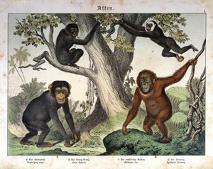 Schimpansapor, orangutan (orang-utang, orang-orang, orang-utang)... - i "" Natural history of mammals"", red. Schreiber, München av Unknown artist