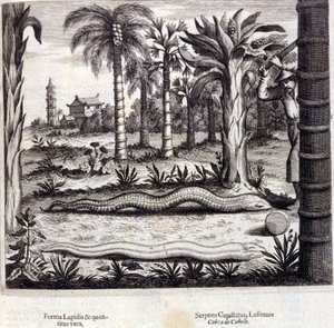 Kobra och giftig orm från Indien. "De China Monumenta" av Athanasius Kircher (1601 - 1680), jesuit, orientalist och tysk forskare, Amsterdam 1667. av Unknown artist