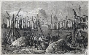 Torsktorkning i Fiskerness på Grönland - Torsktorkning i Fiskerness på Grönland Gravyr från "" The Illustrous Universe"" 1866 av Unknown artist