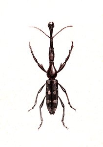 Coleoptera: Brenthus Temminchii av Unknown artist
