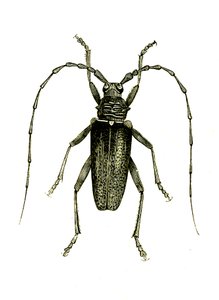 Coleoptera: Cerambyx-hjältar av Unknown artist