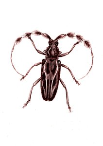 Coleoptera: Lophocerus barbatus av Unknown artist