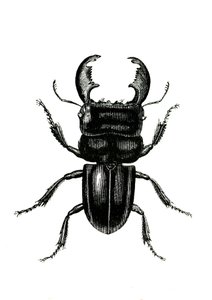 Coleoptera: Odontolarius giganteus av Unknown artist