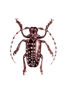 Coleoptera: Ophoptera Tollii av Unknown artist
