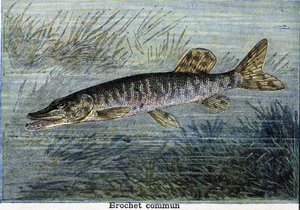 Vanlig gädda. Gravyr från 1897 av Unknown artist