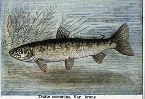 Vanlig öring. Gravyr från 1897 av Unknown artist