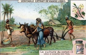 Bomullsodling: plöjning och sådd i Indien. Kromolitografi, Liebig-bild. av Unknown artist