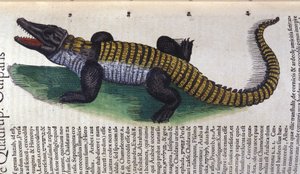 Krokodil. i Historia Animalium av Conrad Gesner (1516 - 1565), Tiguri av Unknown artist