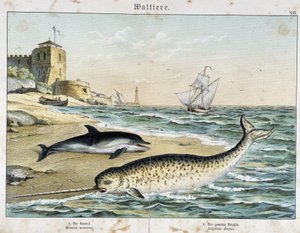 Dauphin och Narwhal (eller Narwhal), en val - i "" Nature Stories of Mammals"", red. Schreiber av Unknown artist