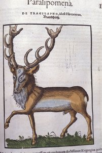 Rådjur efter Historia animalium av Konrad Gesner, Tiguri av Unknown artist