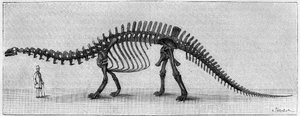 Dinosaurieskelett: "" Brontosaurus excelsus "", mars. Upper Jurassic of the Rocky Mountains. Reproduktion av teckningen meddelad av Mr. March till Albert Gaudry vid Institutet. Gravyr i "" La Nature: revue des sciences et de leurs applications aux av Unknown artist