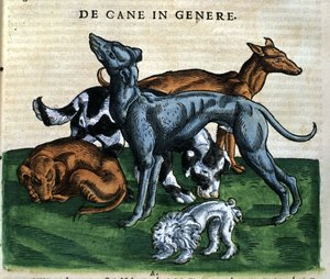 Hundar från Historia Animalium av Conrad Gesner, Tiguri 1560. Biblioteca Nazionale Braidense. Milano av Unknown artist