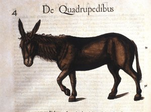 Åsnan från Historia Animalium av Conrad Gesner, Tiguri 1560 av Unknown artist
